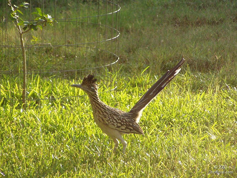 Roadrunner in northwest Travis County, Texas