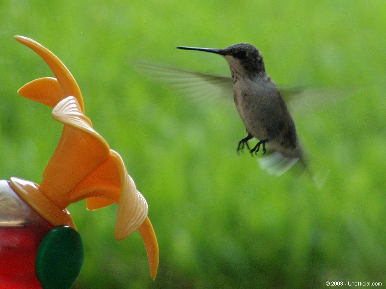 Hummingbird in northwest Travis County, Texas