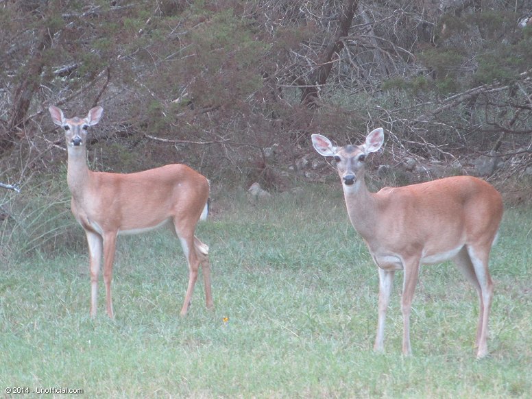 Front yard friends in northwest  Travis County, Texas
