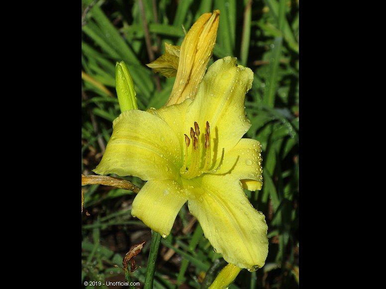 Day Lily in northwest Travis County, Texas