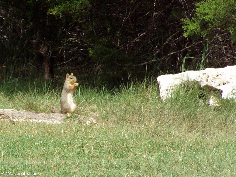 Front yard visitor in northwest Travis County, Texas