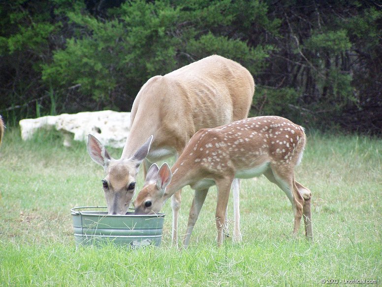 Doe and Fawn in northwest Travis County, Texas
