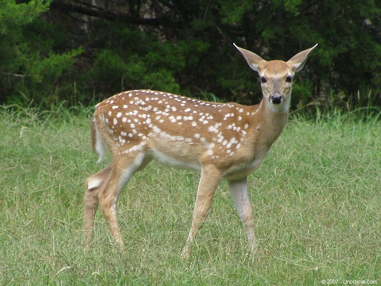 New spring arrival in northwest Travis County, Texas