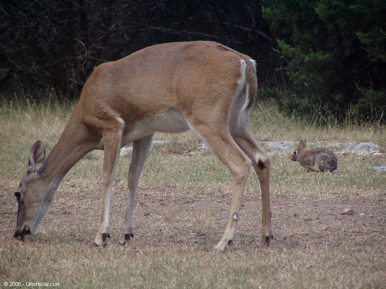 Dinner time in northwest Travis County, Texas