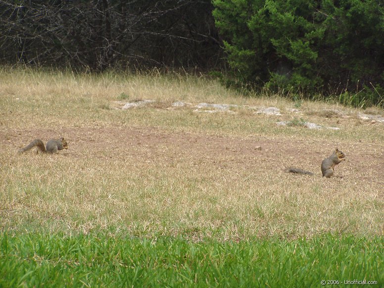 Front Yard Squirrels in northwest Travis County, Texas