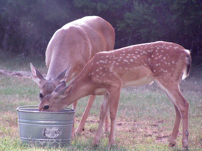 Thirsty in northwest Travis County, Texas