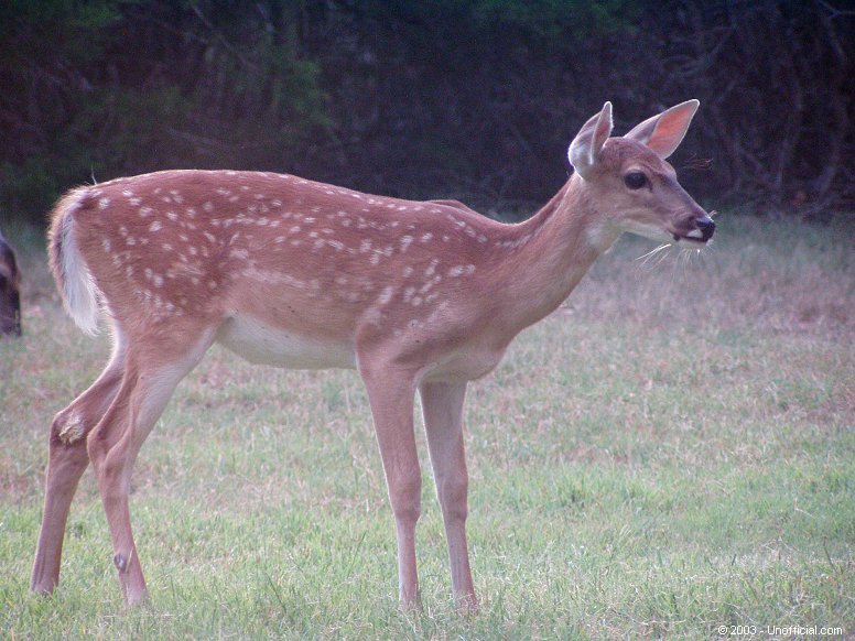 Youngster in northwest Travis County, Texas