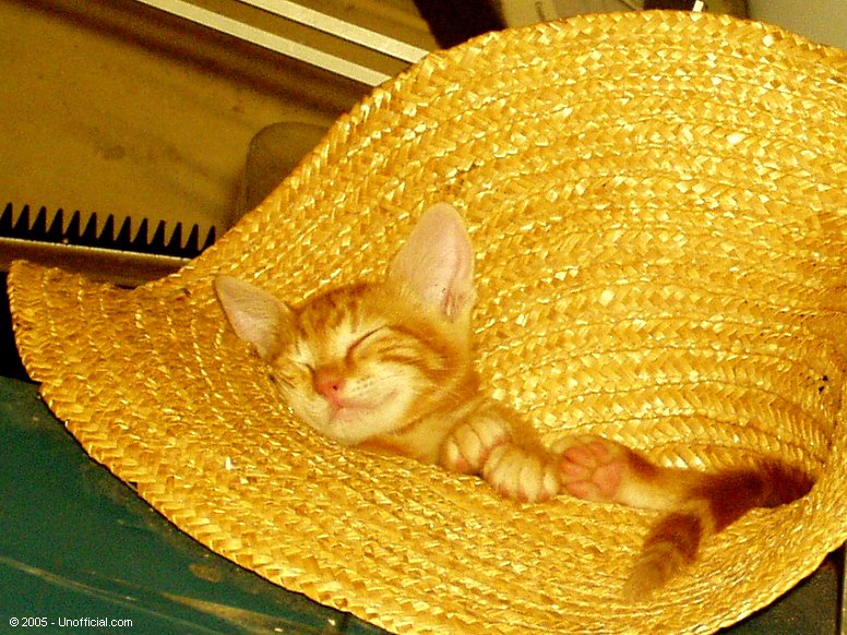 Kitten in northwest Travis County, Texas