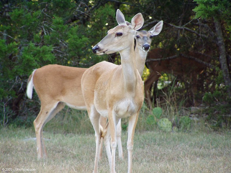 Two heads, six legs in northwest Travis County, Texas