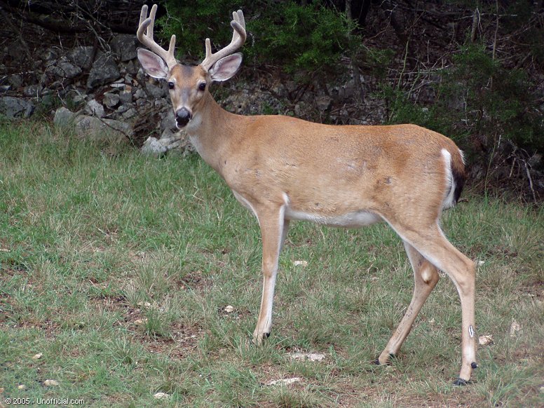 Eight-pointer in northwest Travis County, Texas