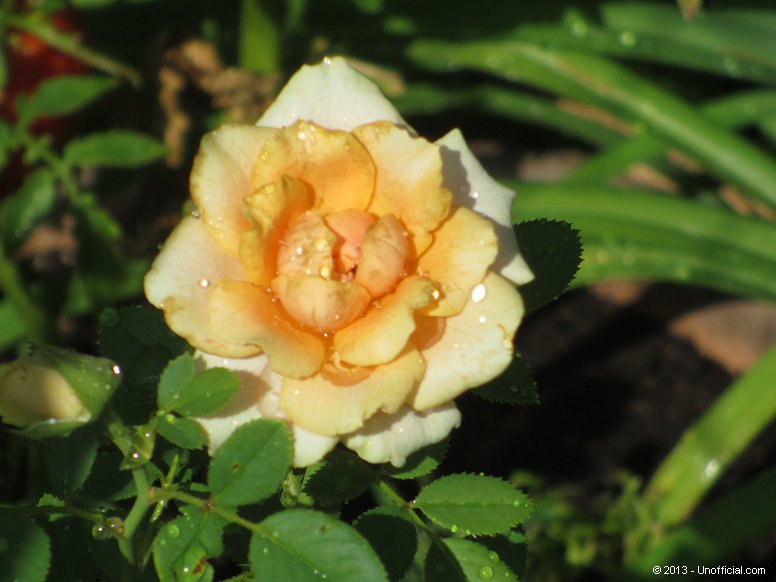 Yellow Rose in northwest Travis County, Texas