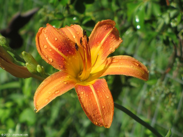 Day Lily in northwest Travis County, Texas