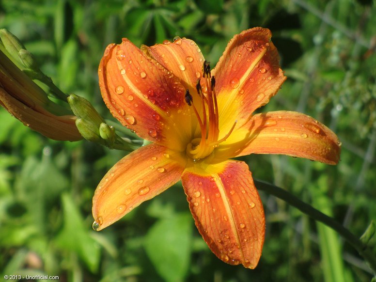 Day Lily in northwest Travis County, Texas