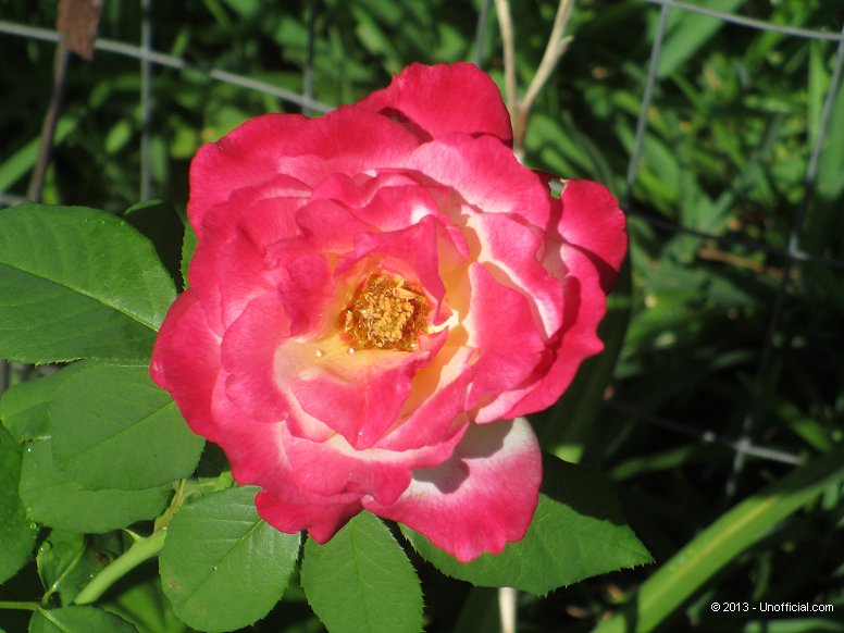 Rojo Rose in northwest Travis County, Texas