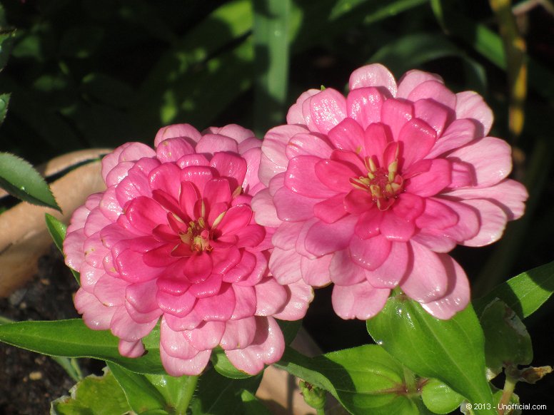 Zinnias in northwest Travis County, Texas