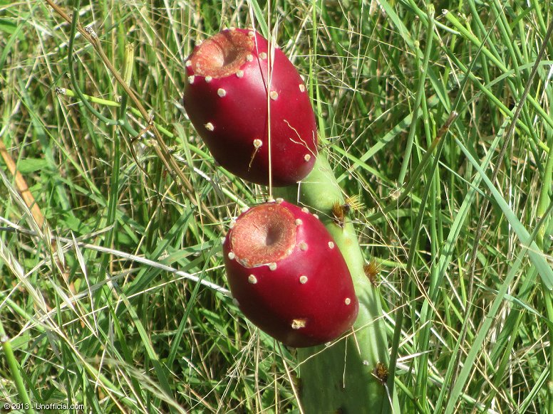 Cactus Flowers in northwest Travis County, Texas