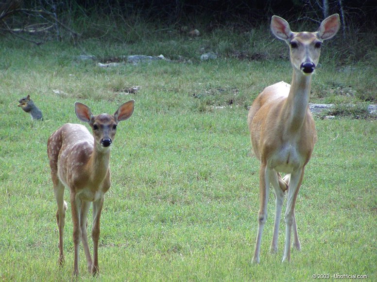 Three's a crowd in northwest Travis County, Texas