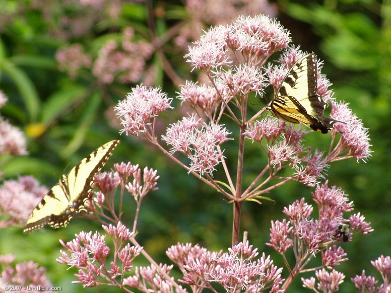 Butterflies in Joe Pye weed in Kanawha County, West Virginia