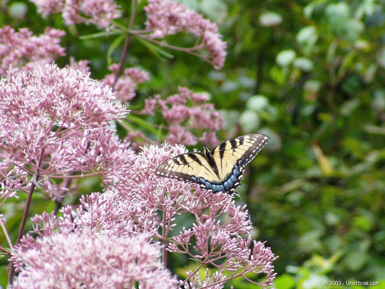 Butterfly in Kanawha County, West Virginia