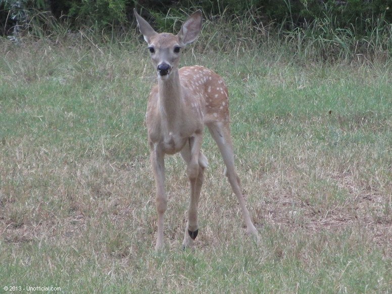 Front yard visitor in northwest Travis County, Texas