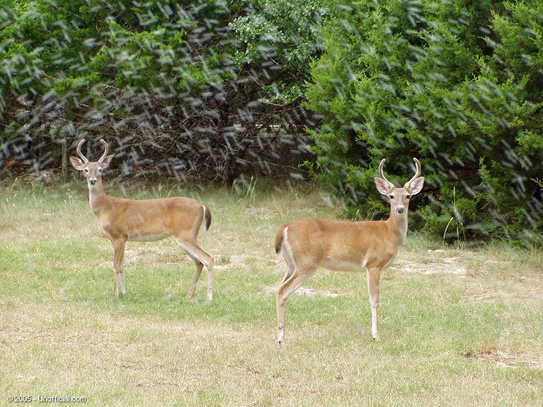 Mirror image in the rain? In northwest Travis County, Texas