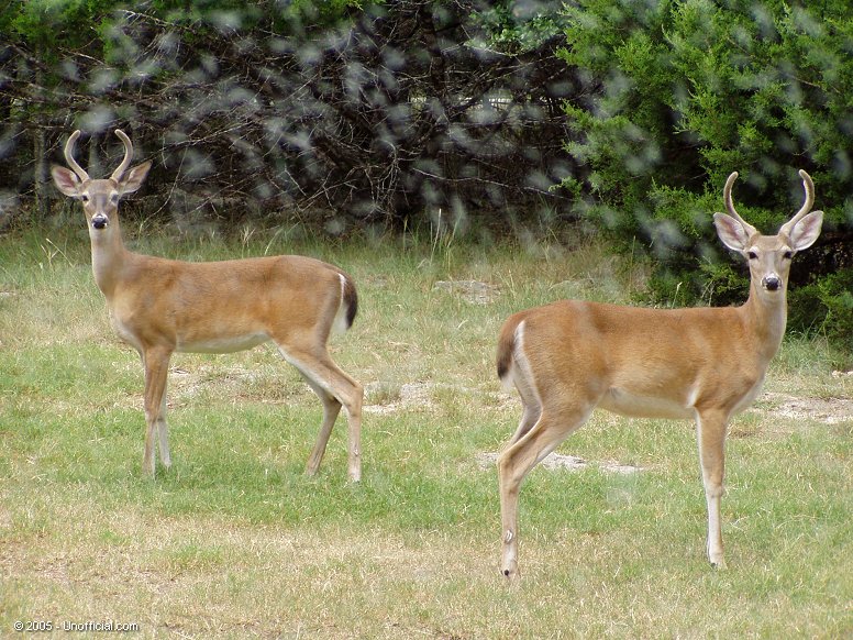 Bookends in the Rain in northwest Travis County, Texas