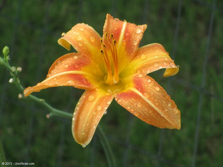 Day Lily in northwest Travis County, Texas