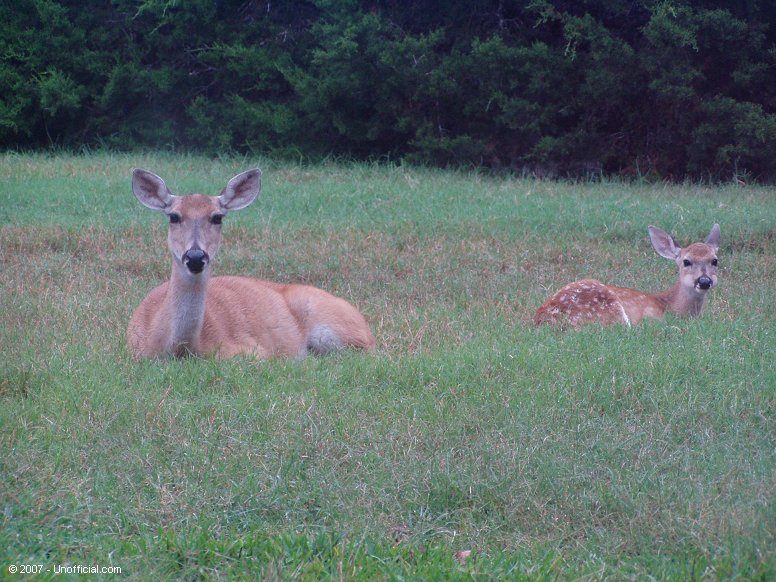 Mother & Daughter in northwest Travis County, Texas