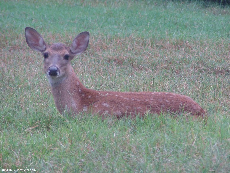 Relaxing in northwest Travis County, Texas