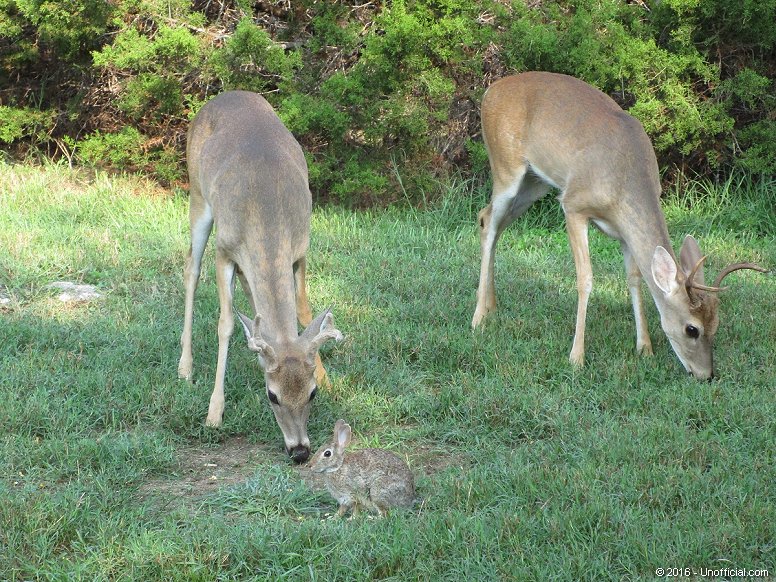 Front Yard Trio in northwest Travis County, Texas