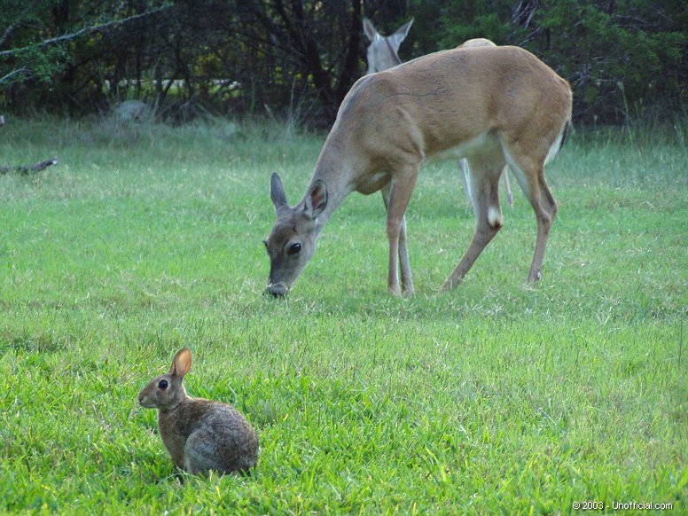 Front yard friends in northwest Travis County, Texas