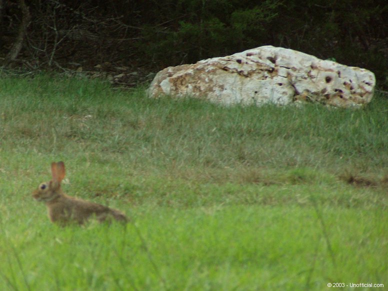 Cottontail in northwest Travis County, Texas