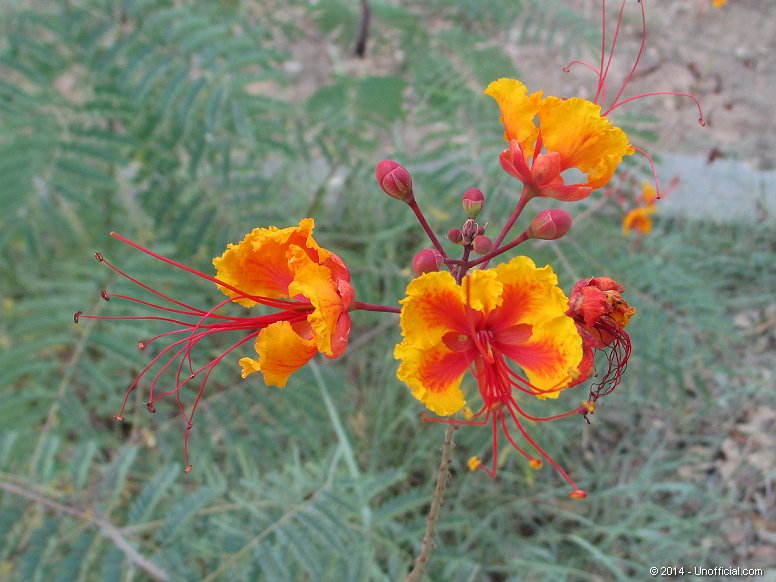 Pride of Barbados at Lake Travis, Texas