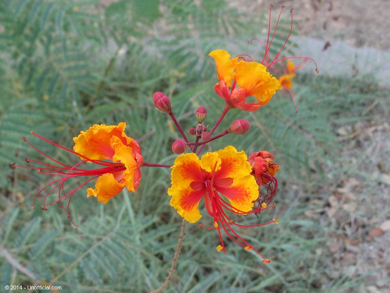 Pride of Barbados blooms at Lake Travis, Texas