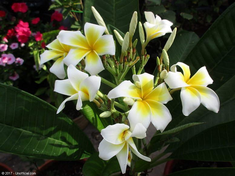Plumeria Blossoms in northwest Travis County, Texas