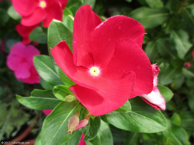 Vinca Flower in northwest Travis County, Texas