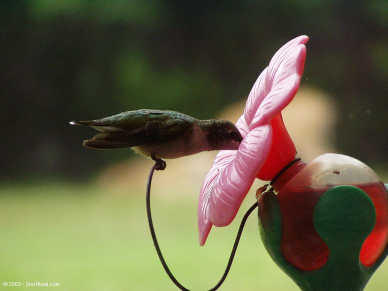 Hummingbird in northwest Travis County, Texas