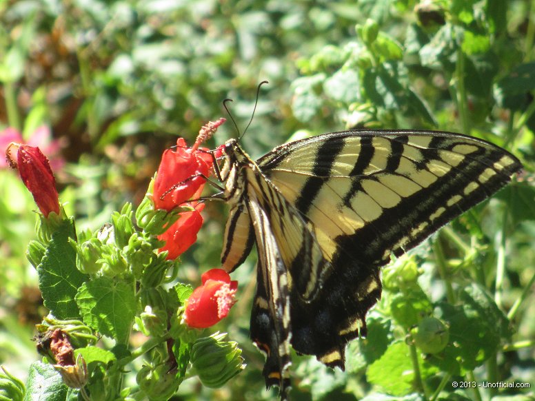 Butterfly in northwest Travis County, Texas