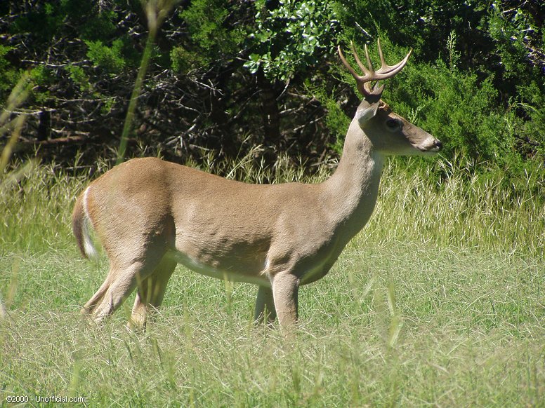 Profile in northwest Travis County, Texas