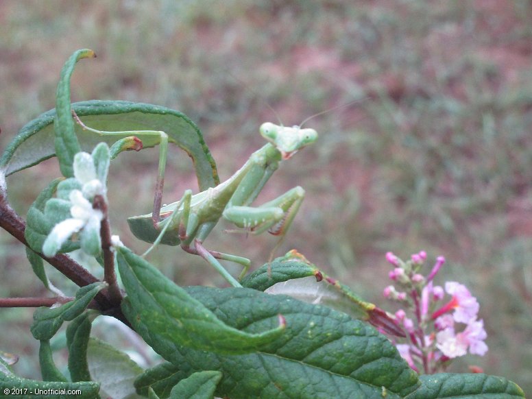 Praying Mantis in northwest Travis County, Texas