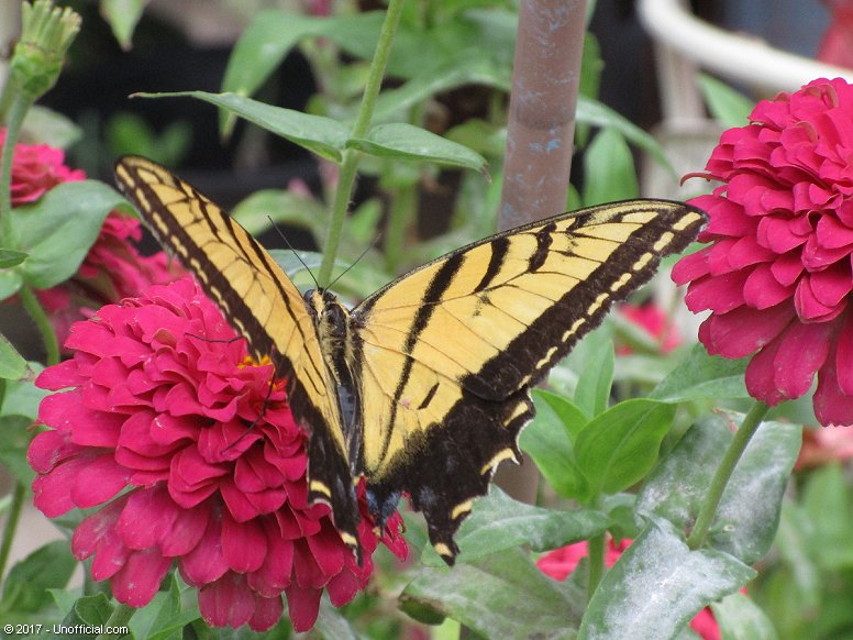 Butterfly in northwest Travis County, Texas