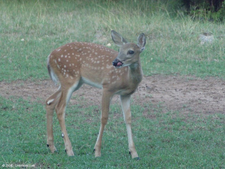 Youngster in northwest Travis County, Texas