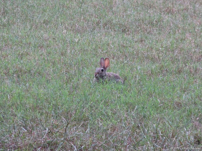 Sparky the Rabbit in northwest Travis County, Texas