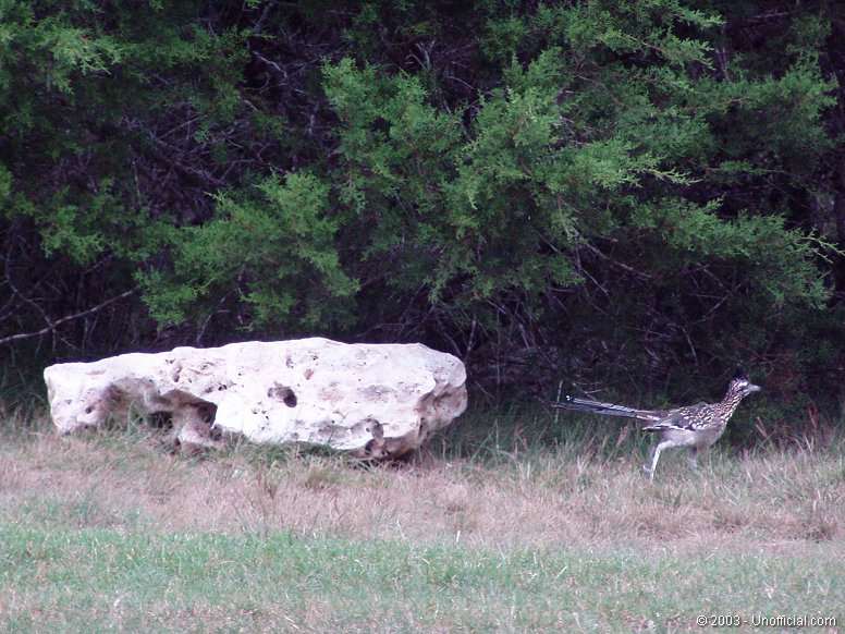 Front yard roadrunner in northwest Travis County, Texas