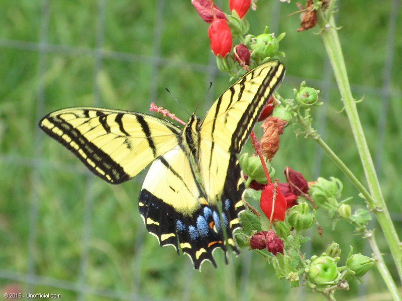 October Butterfly in northwest Travis County, Texas