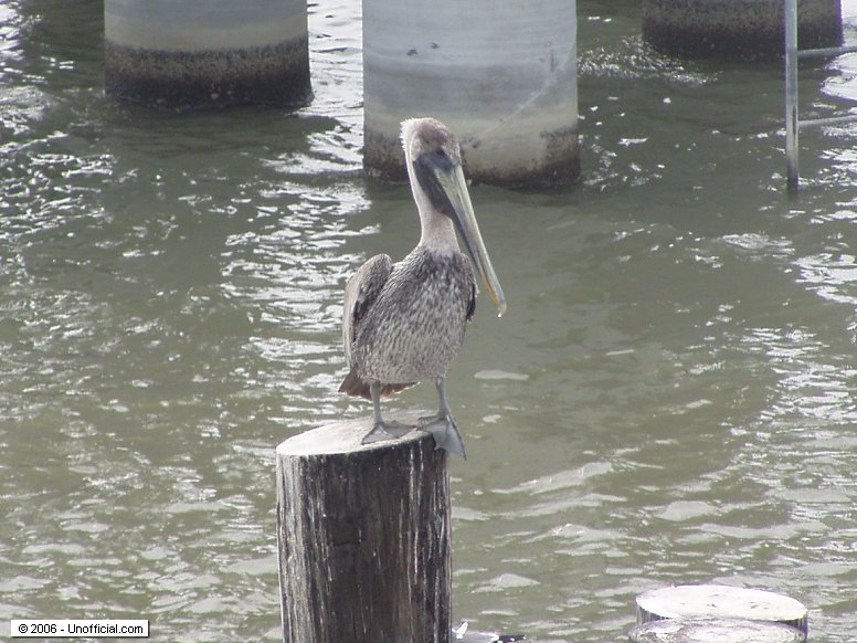 Pelican at Galveston Bay, Texas