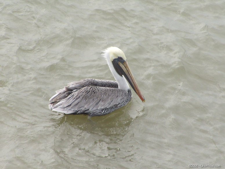 Pelican - Galveston Bay, Texas