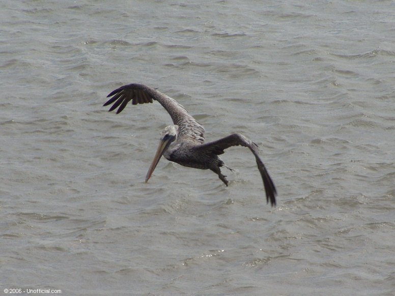 Pelican at Galveston Bay, Texas