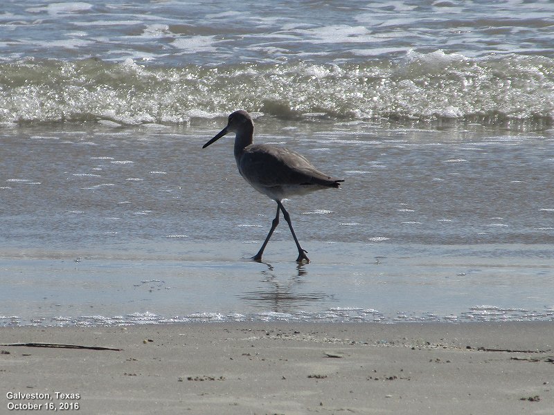 Willet on Galveston Beach, Texas