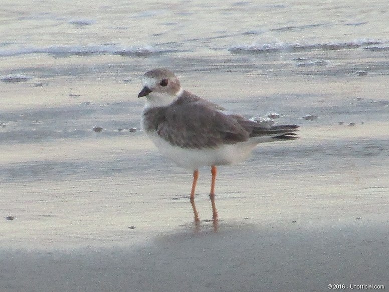 Wilson's Plover on Galveston Beach, Texas